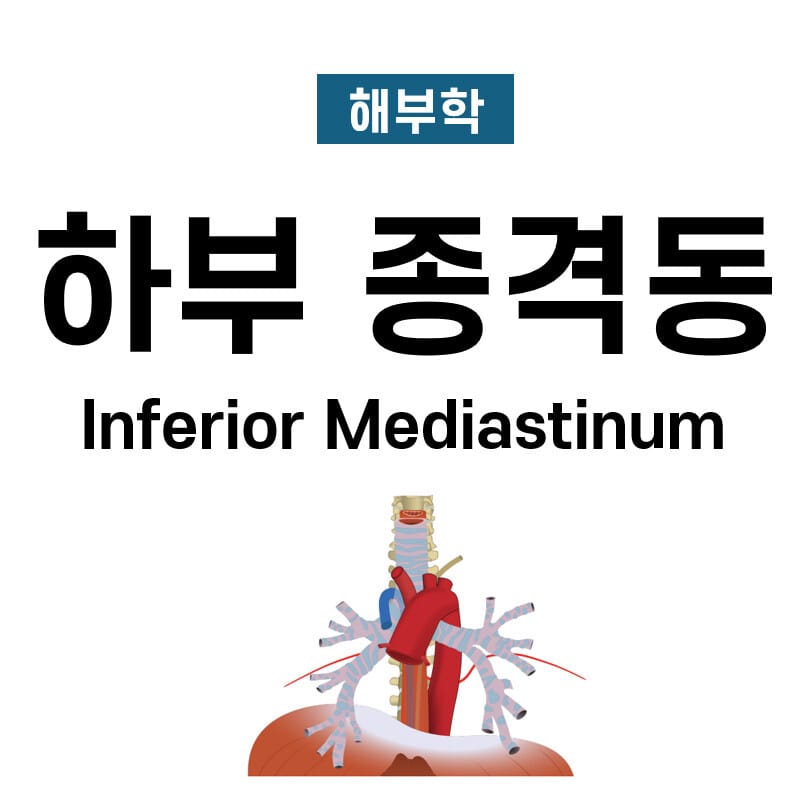 하부 종격동 (Inferior Mediastinum)