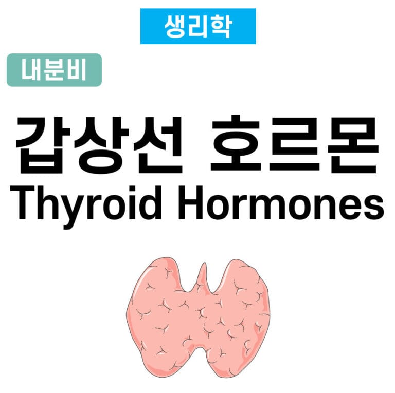 갑상선 호르몬(Thyroid Hormones)
