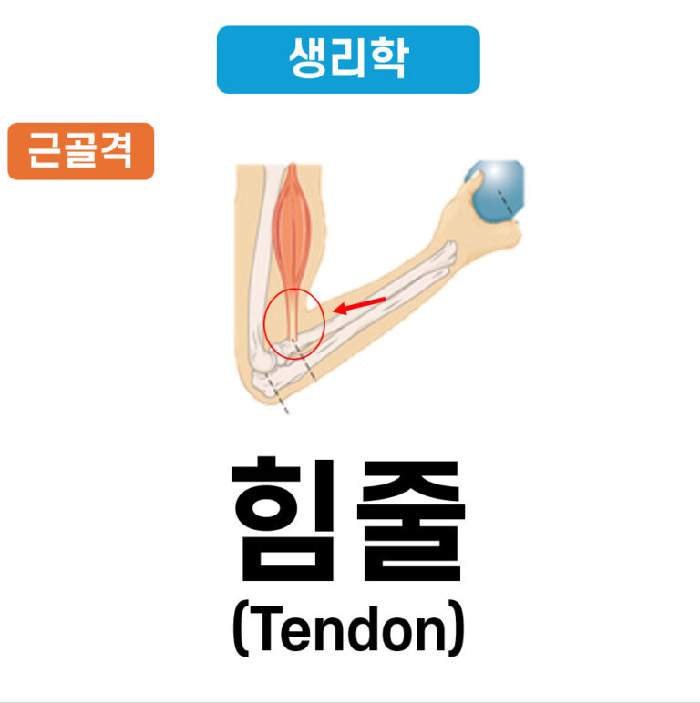 Tendon