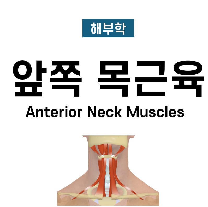 앞쪽 목근육 (Anterior Neck Muscles)
