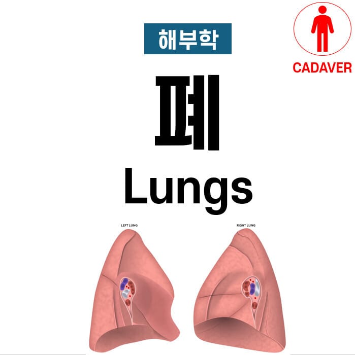 폐 해부학 (Lung Anatomy)