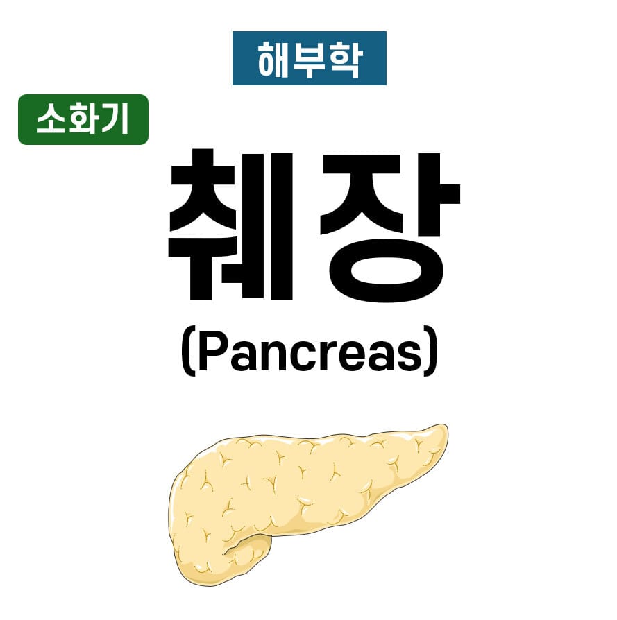 췌장 해부학 (Anatomy of the Pancreas)