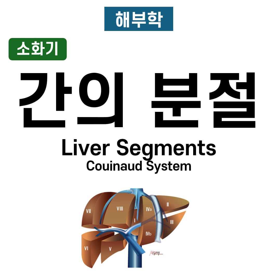 간의 분절 (Liver Segments – Couinaud System)