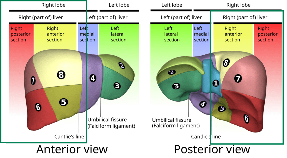 간의 분절 (Liver Segments - Couinaud System) - 의학당