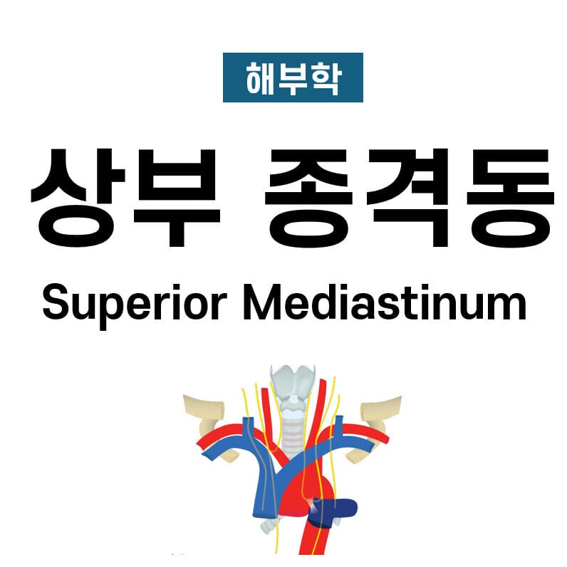상부 종격동 (Superior Mediastinum)