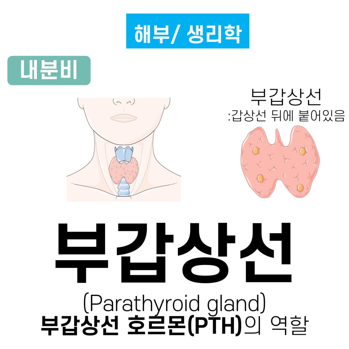 부갑상선, 부갑상선 호르몬 (Parathyroid Gland, PTH)
