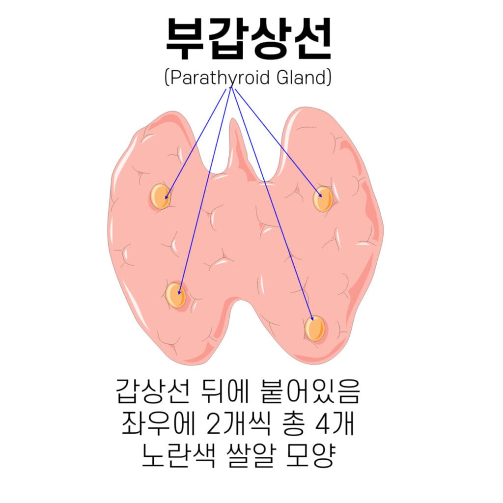 parathyroid gland