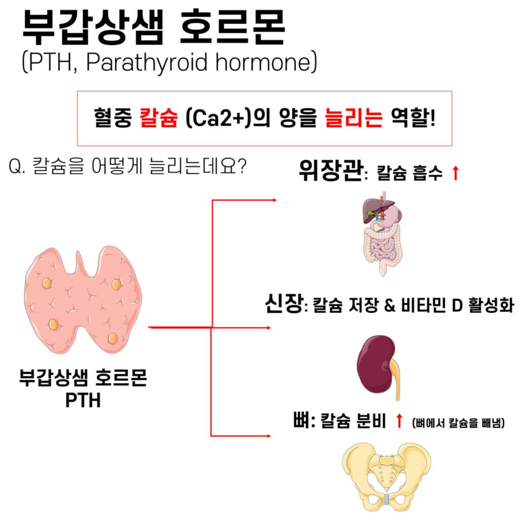 parathyroid hormone