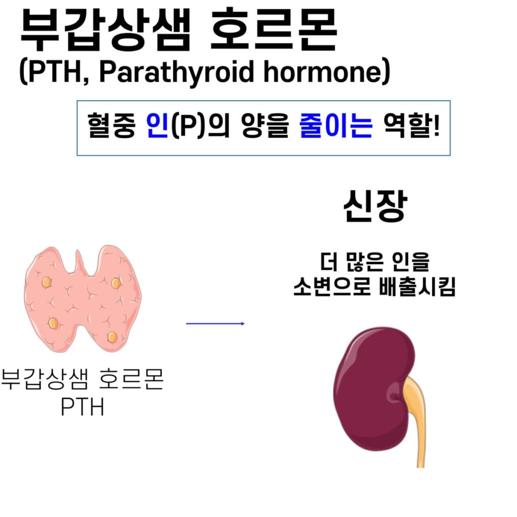 parathyroid hormone