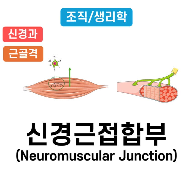 neuromuscular junction