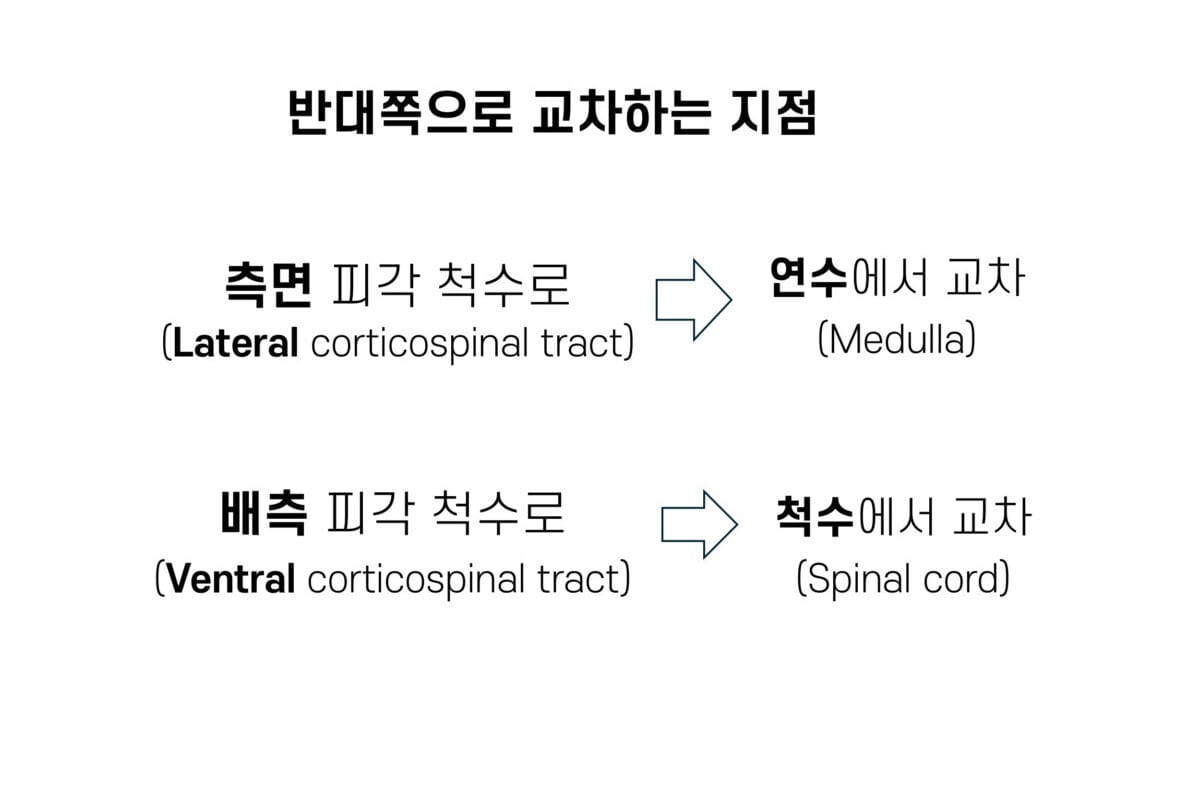 피각척수로 (Corticospinal tract) : Lateral / Ventral - 의학당