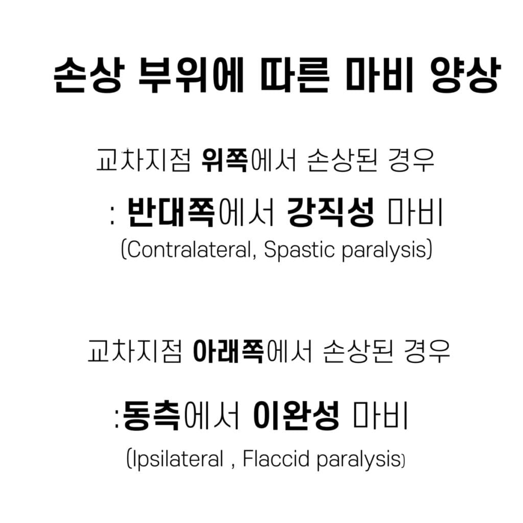 피각척수로 (Corticospinal tract) : Lateral / Ventral - 의학당