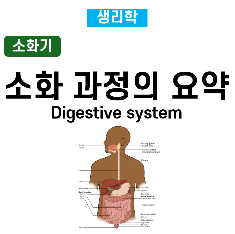 소화 과정의 요약 (Digestive System)
