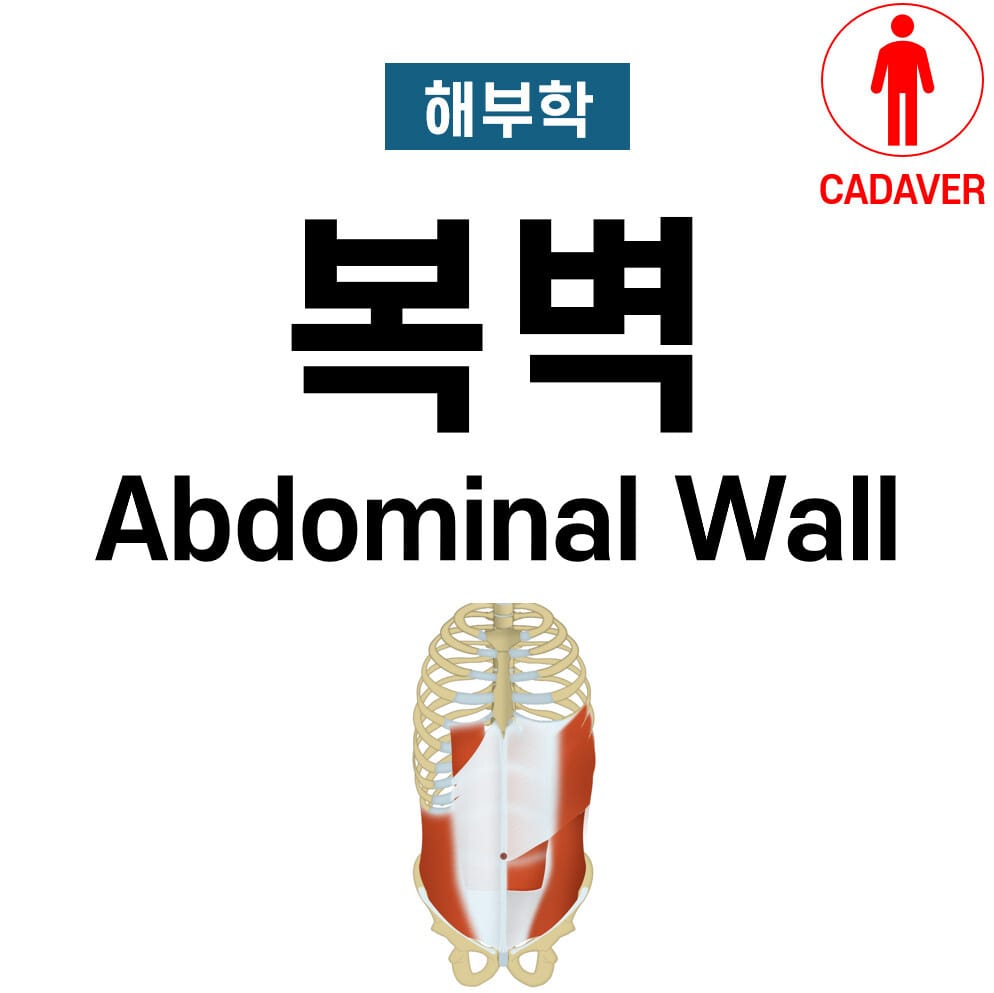 복벽의 구조 (Abdominal Wall Anatomy)