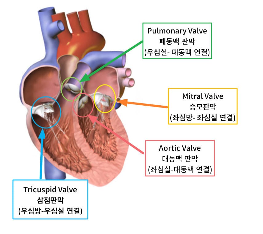 심장 판막 (Heart Valves)