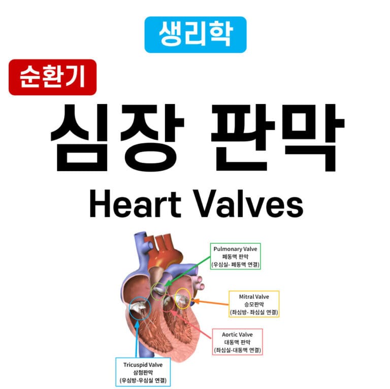 심장 판막 (Heart Valves) : 4개의 판막