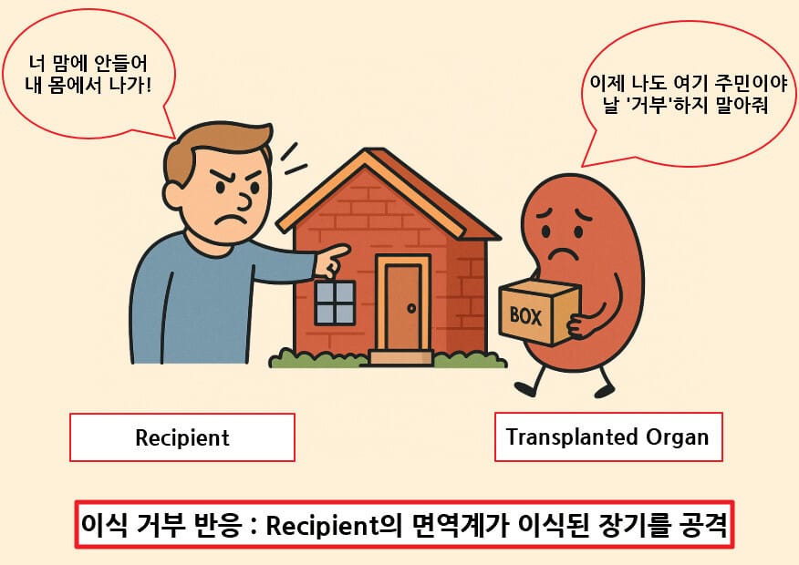 이식 거부 반응 (Transplant Rejection)