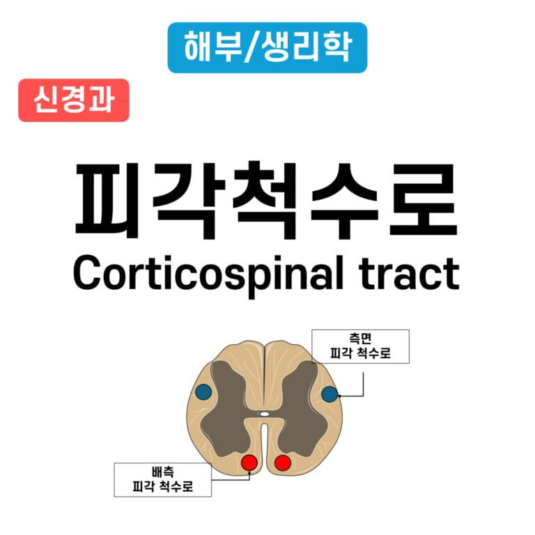 Corticospinal tract
