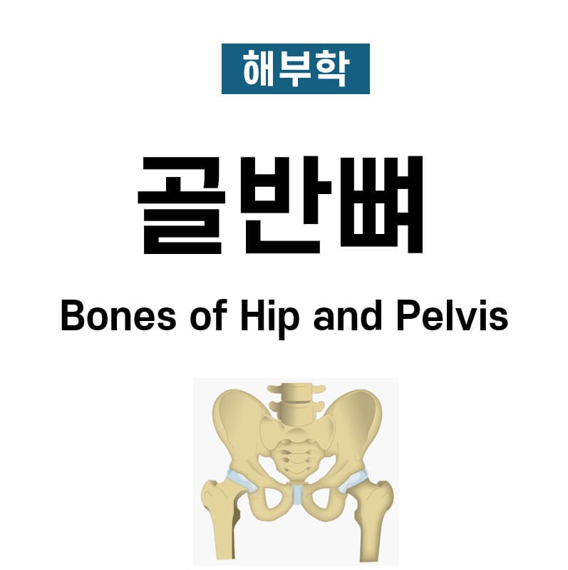 골반뼈 (Pelvis Hip Bones)