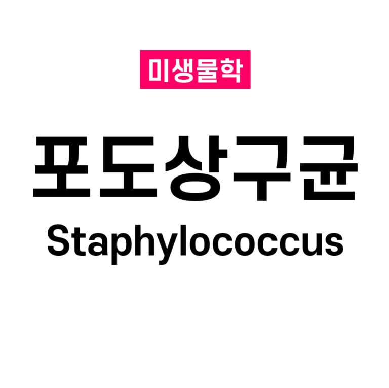 포도상구균 (Staphylococcus)