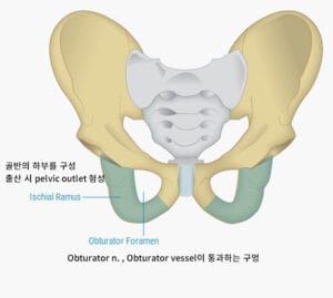 골반뼈 (Pelvis Hip Bones) - 의학당