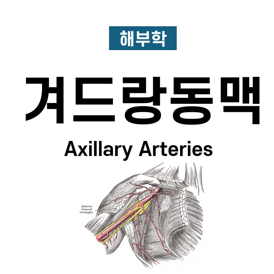 겨드랑동맥 (Axillary Artery)