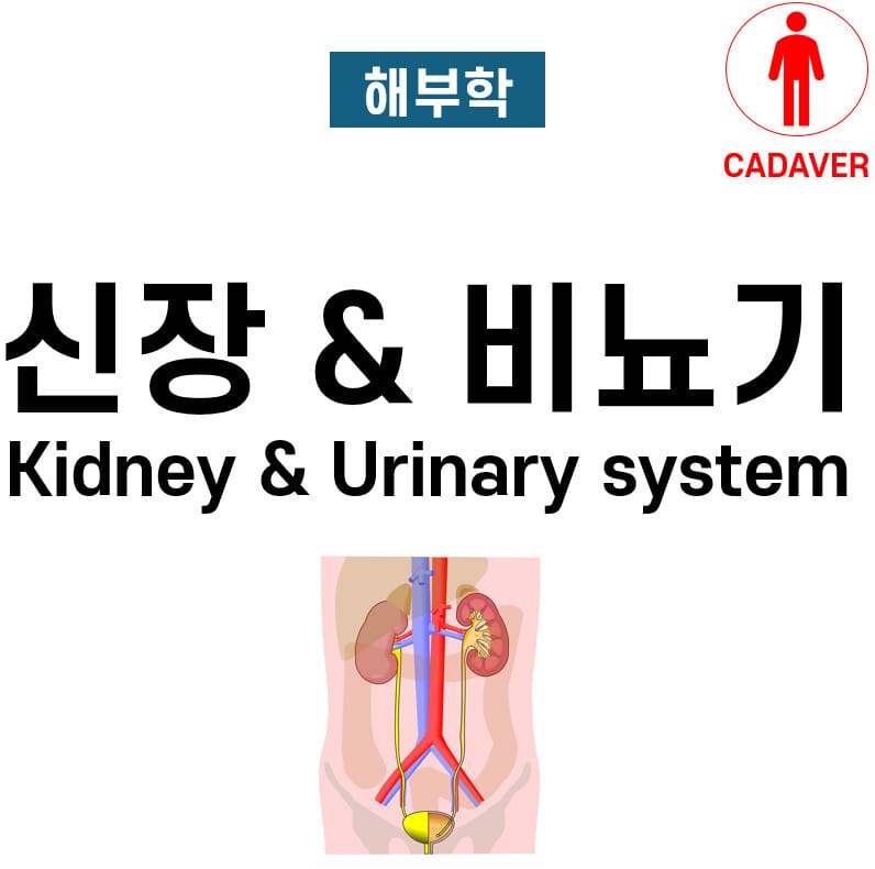 신장 & 비뇨기 (Kidney & Urinary system)