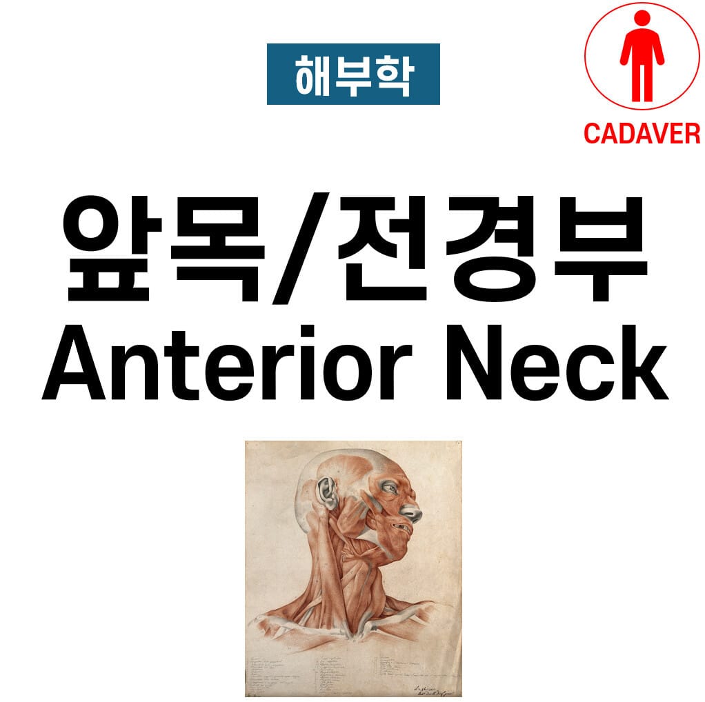 앞목 / 전경부 해부학 (Anterior Neck Anatomy)