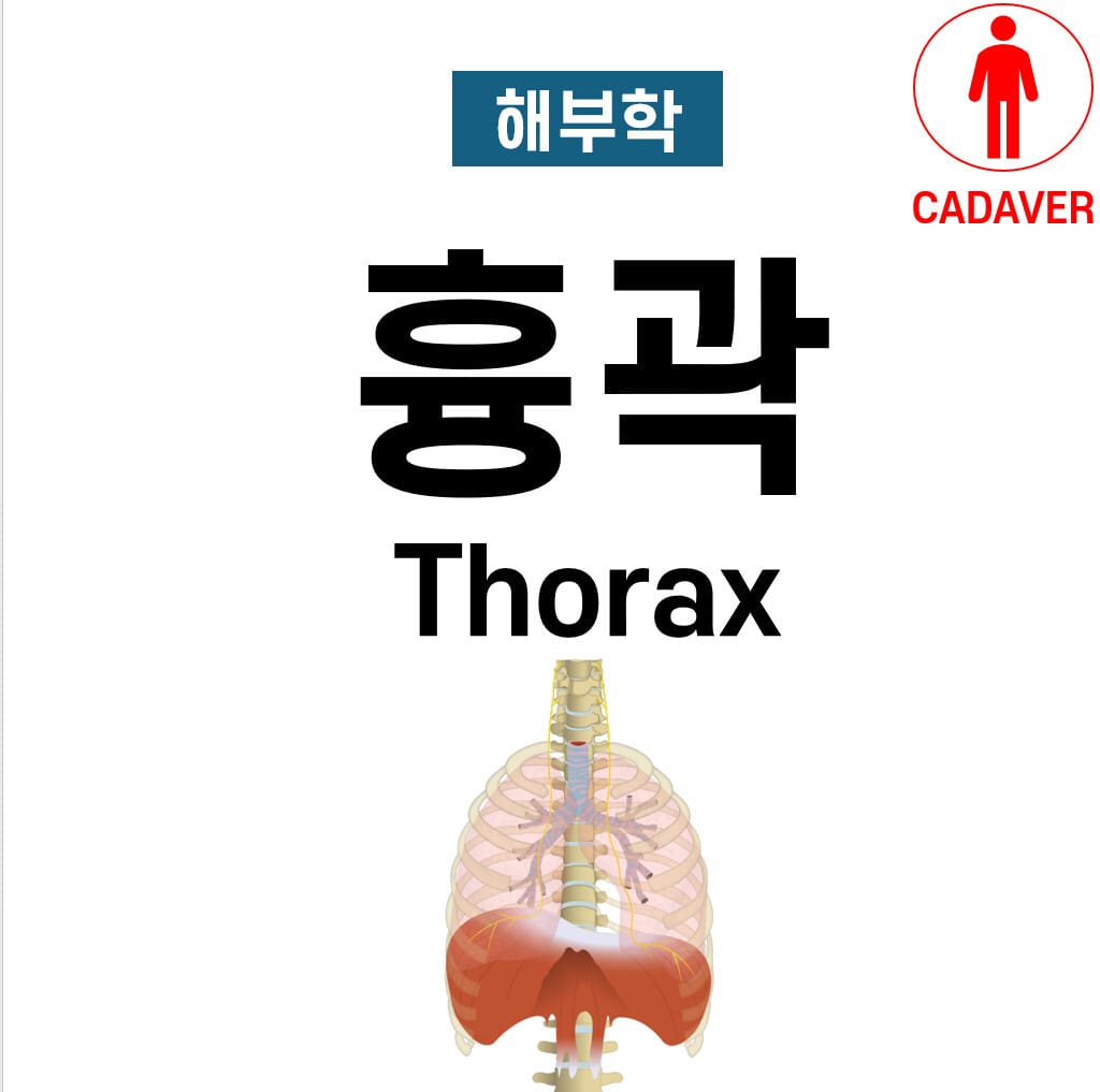 흉곽 (Thorax Anatomy)