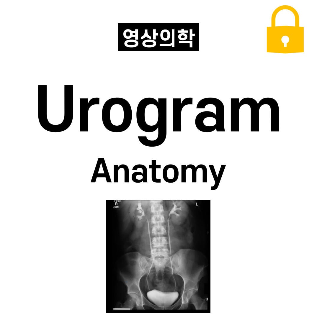 Urogram Anatomy