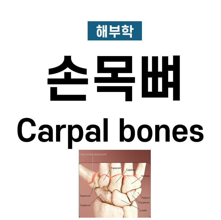 손목뼈 (Carpal Bones)
