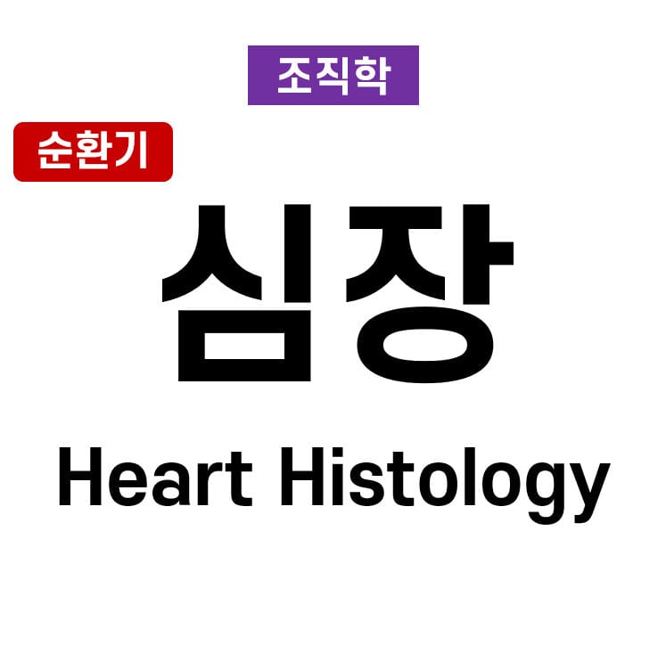 심장 조직학 (Heart histology)