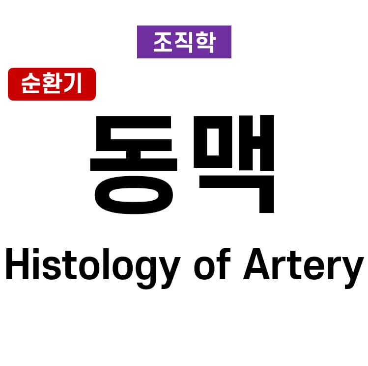 동맥 조직학 (Histology of Artery)