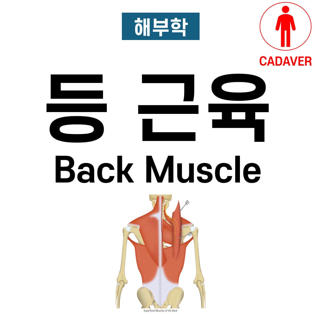 등 근육 (Back Muscles)