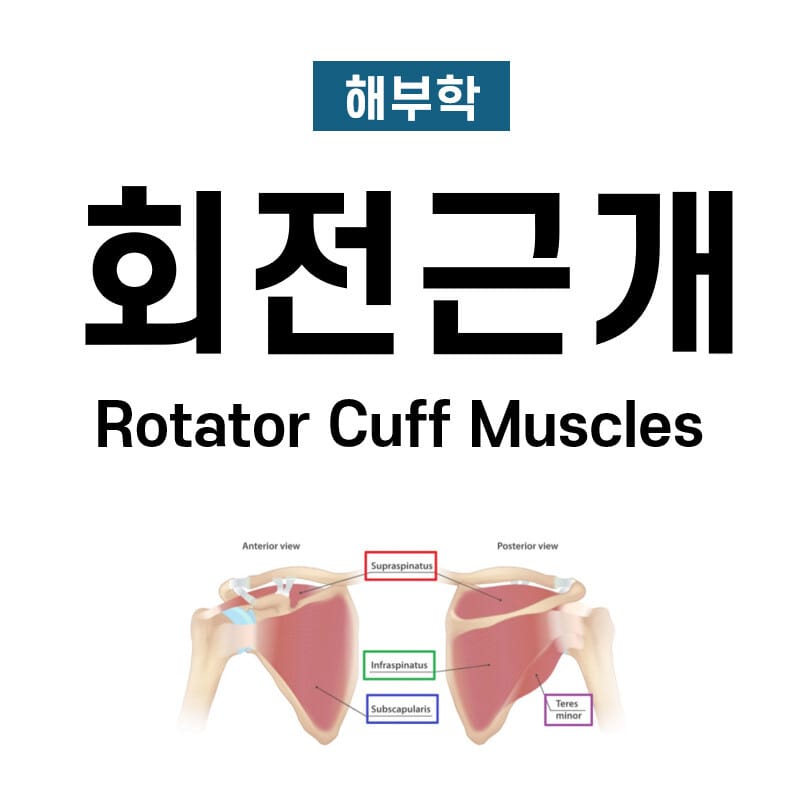 회전근개 (Rotator Cuff Muscles)