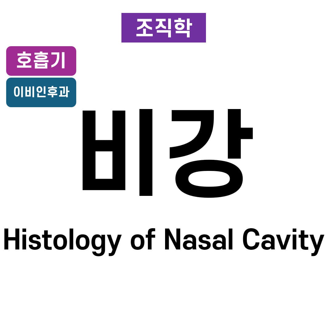 비강 조직학 (Histology of Nasal Cavity)