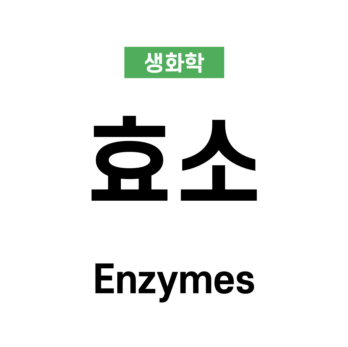 효소 (Enzyme)
