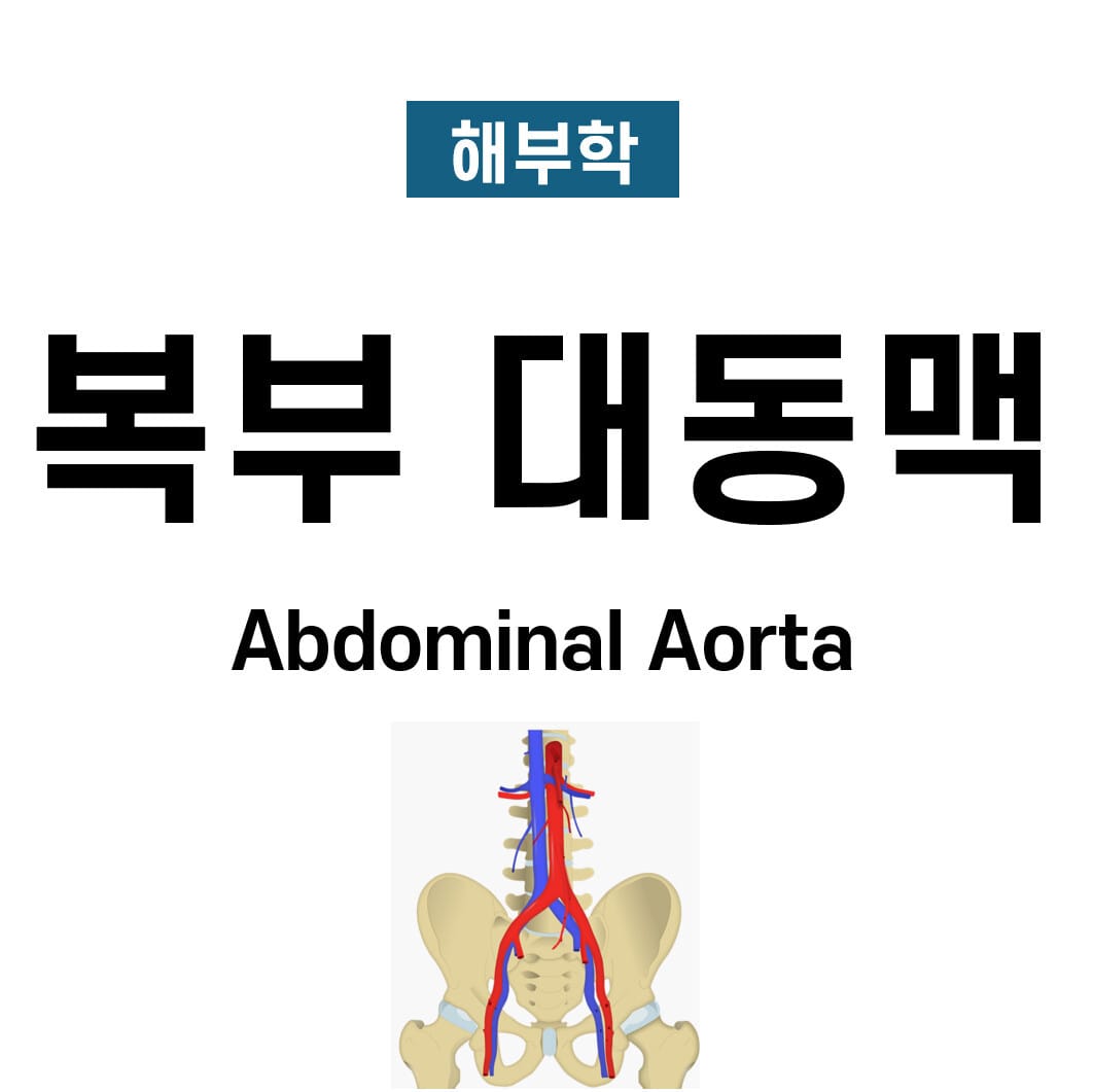 복부 대동맥의 분지 (Abdominal Aorta)