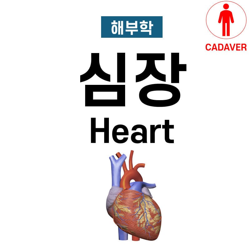 심장 해부학 (Heart Anatomy)