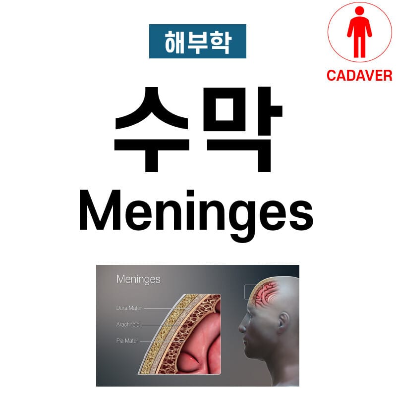 수막 (Meninges Anatomy)