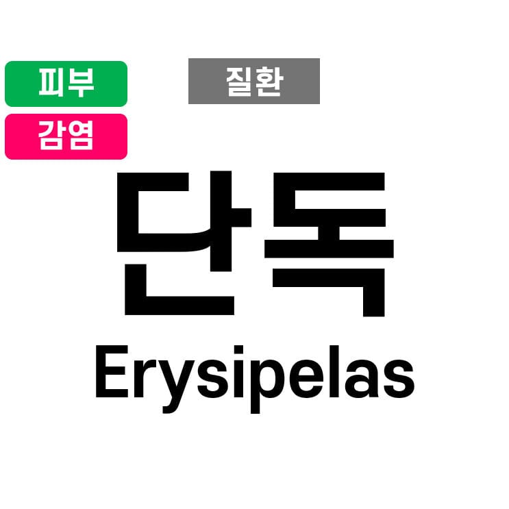단독 (Erysipelas)