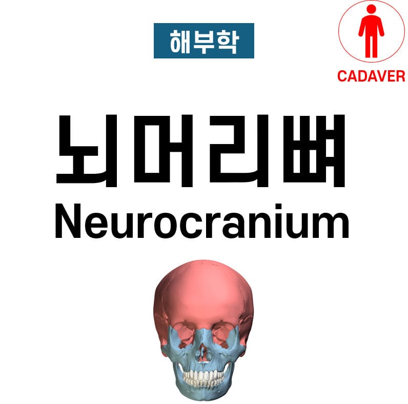 뇌머리뼈 / 신경두개골 (Neurocranium)