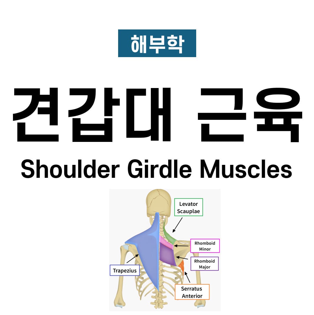 견갑대 근육 (Shoulder Girdle Muscle)