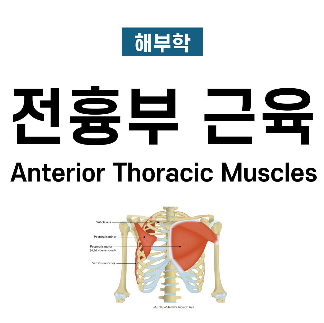 전흉부 근육 (Anterior Thoracic Muscles)