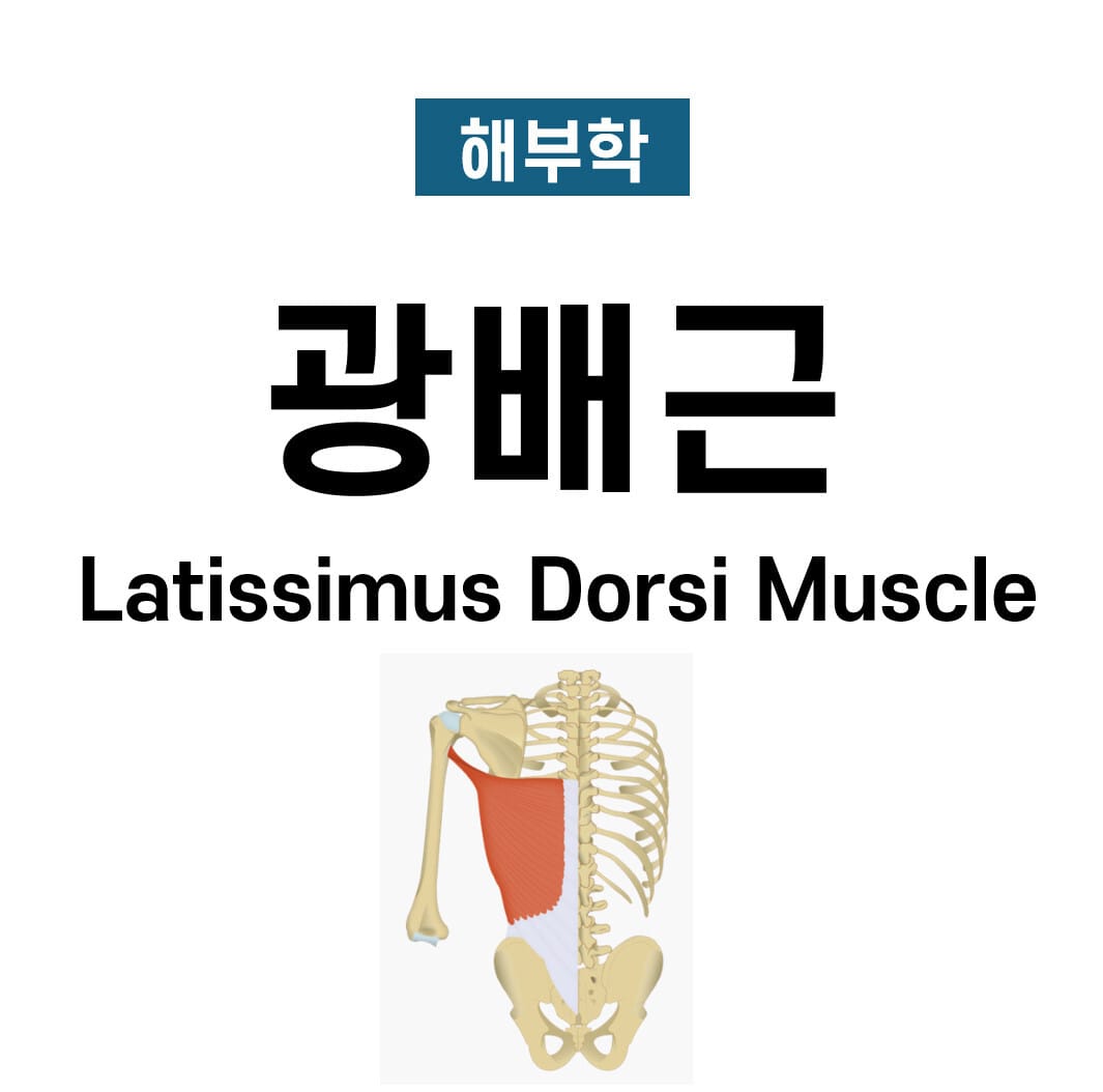 광배근 (Latissimus Dorsi)