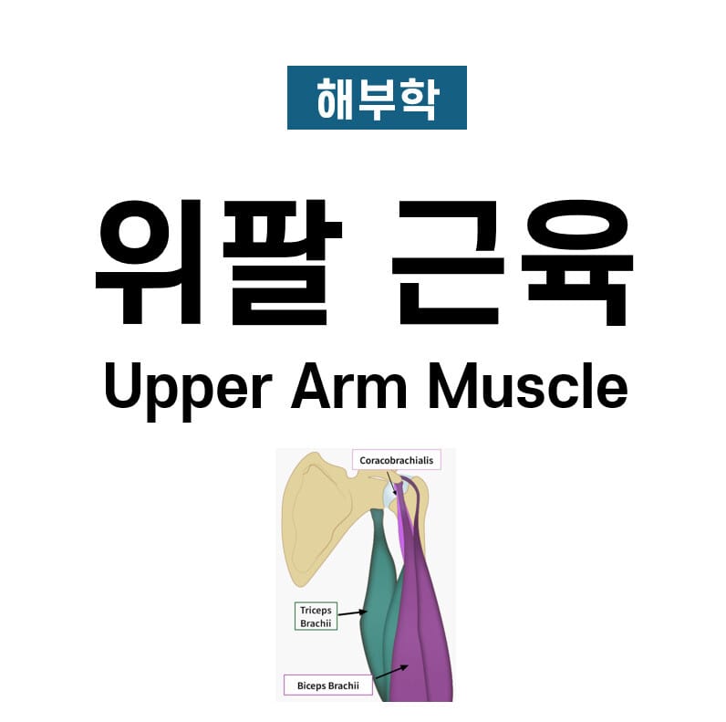 위팔 근육 (Upper Arm Muscle)