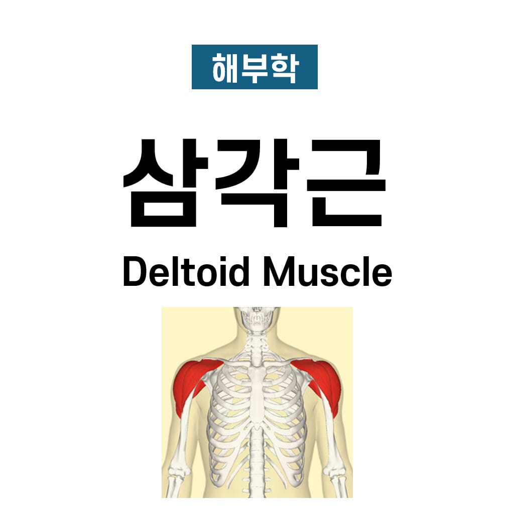 삼각근 (Deltoid Muscle)