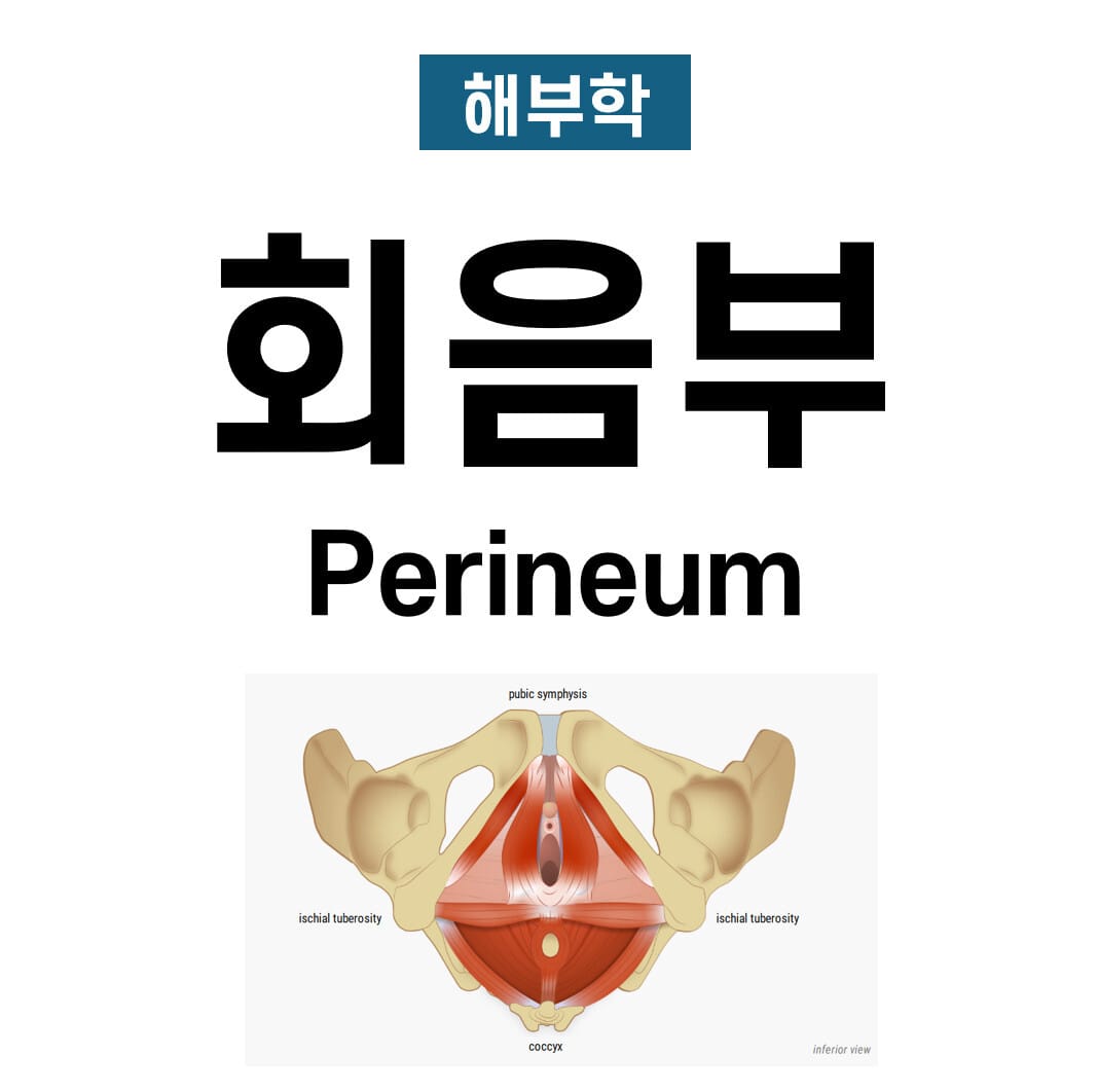 회음부 (Perineum)