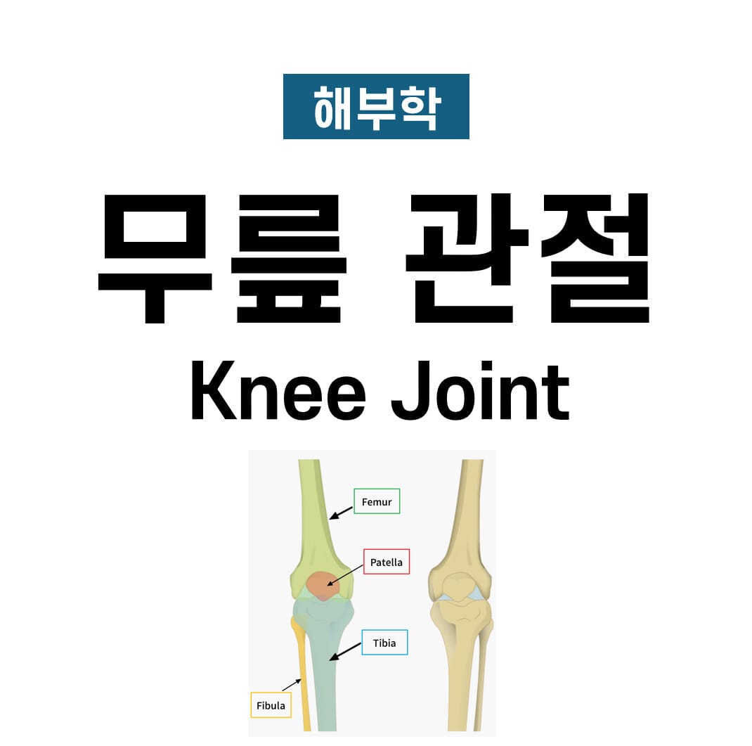 무릎 관절 (Knee Joint)