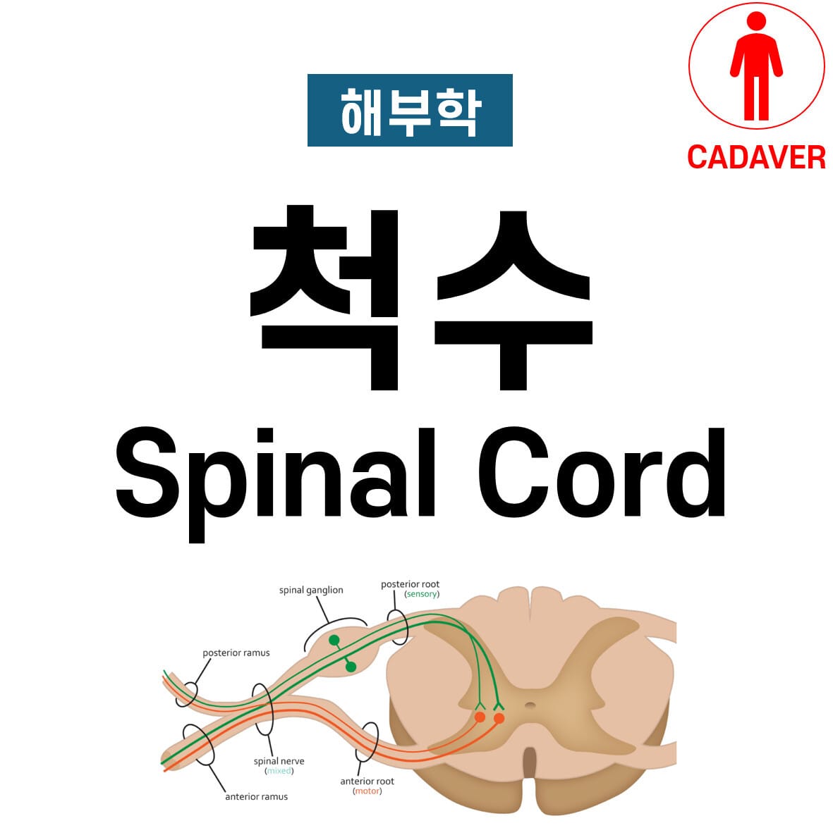 척수 해부학 (Spinal Cord)